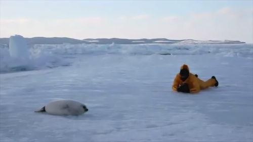 海豹 搞笑 视频,萌宠海豹的欢乐日常