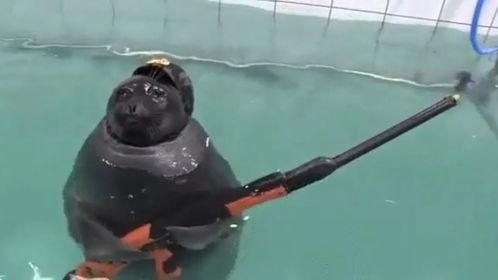 海豹 搞笑 视频,萌宠海豹的欢乐日常 第2张 海豹 搞笑 视频,萌宠海豹的欢乐日常 第2张