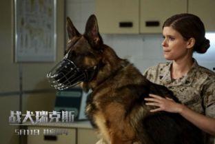 战犬瑞克斯真实背景,从流浪犬到战场英雄的真实传奇