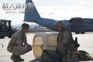 战犬瑞克斯真实背景,从流浪犬到战场英雄的真实传奇  第2张