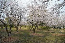 日本樱花的图片,日本樱花绽放的浪漫画卷 第2张 日本樱花的图片,日本樱花绽放的浪漫画卷 第2张