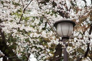 日本樱花的图片,日本樱花绽放的浪漫画卷 第3张 日本樱花的图片,日本樱花绽放的浪漫画卷 第3张