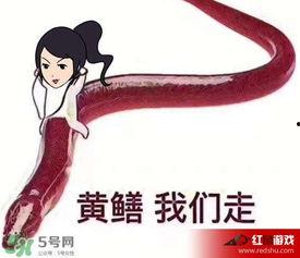 黄鳝我们走 的表情包,趣味横生的网络潮流 第3张 黄鳝我们走 的表情包,趣味横生的网络潮流 第3张