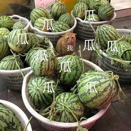 娱乐吃瓜料,明星们的幕后故事与八卦风云  第3张